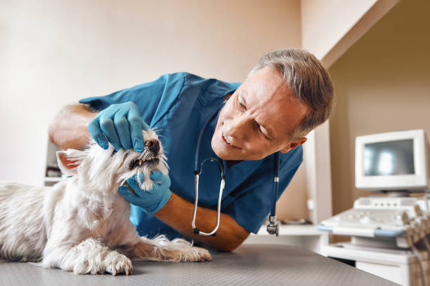 Best Emergency Root Canal Treatment in Wilson Conococheague, MD
